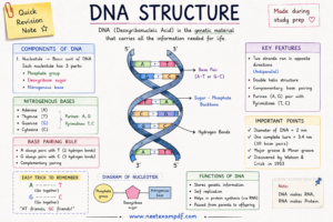 dna structure for neet