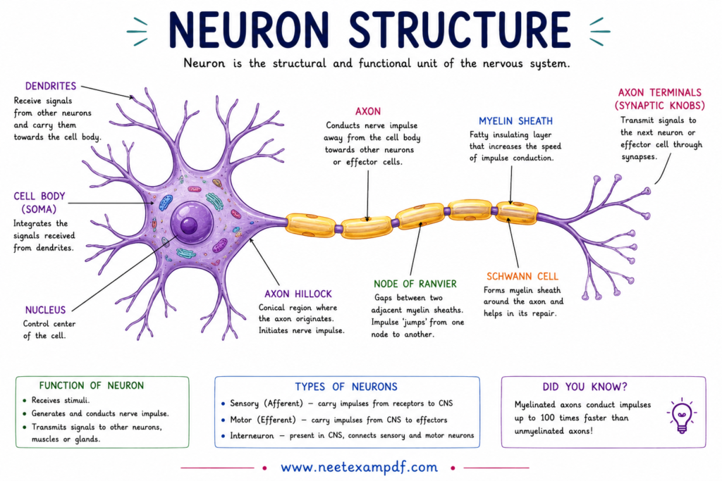 neuron structure diagram for neet